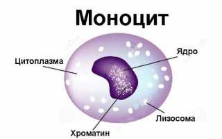 О чем говорят повышены лимфоциты и моноциты в крови у взрослого (ребенка)