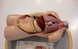 Функции поджелудочной железы в организме человека