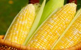 Можно ли кукурузу при панкреатите