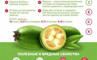 Фейхоа : польза и вред. Как выбрать и употреблять в пищу?