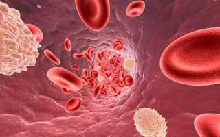 Что такое лейкоциты WBC в анализе крови (расшифровка нормы и отклонение)