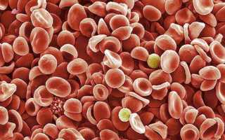 Продолжительность жизни тромбоцитов в крови человека