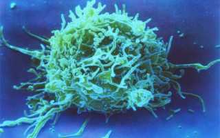 Что такое Т-лимфоциты (виды и функции)