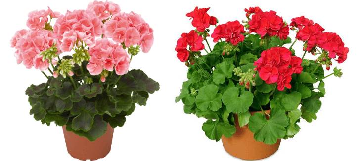 Выращивание герани