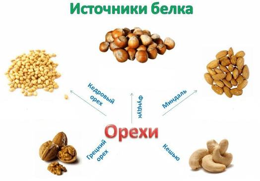 Содержание белков