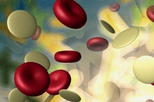 Фото лейкоцитов