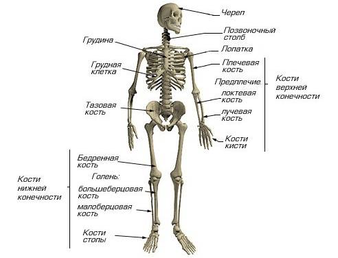 Название частей