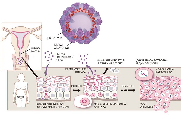 заражение впч