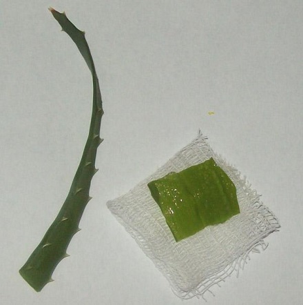 алоэ приложить к папилломе