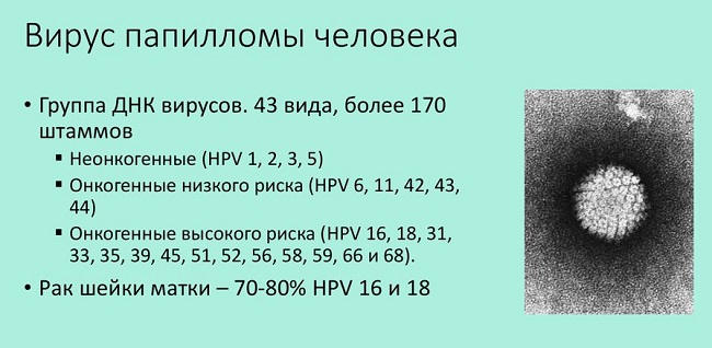 штаммы впч
