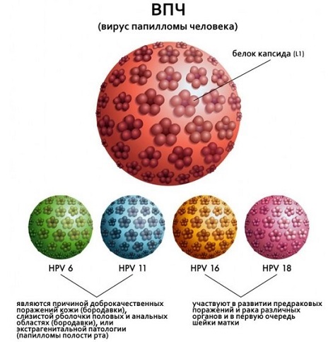 фото: впч высокого онкогенного риска у женщин