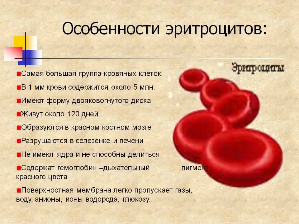 Описание эритроцитов