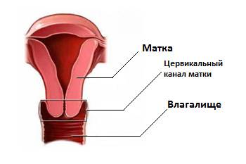 Цервикальный канал