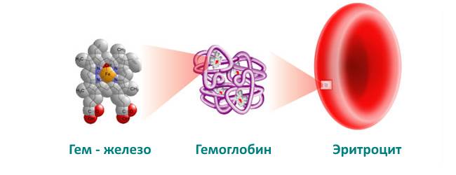 Гемоглобин в клетке крови