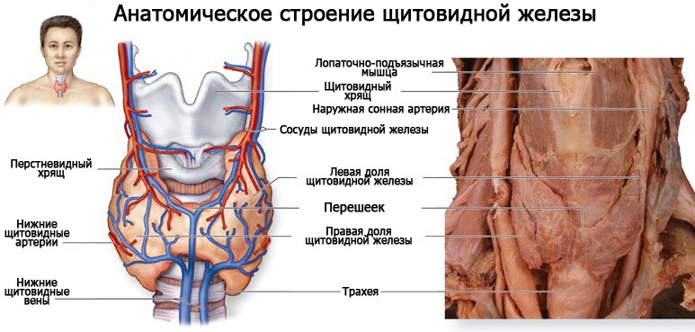 Анатомия щитовидной железы