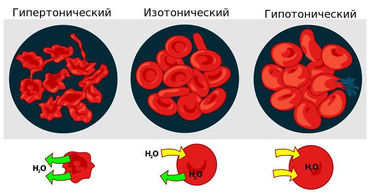 Функция альбумина