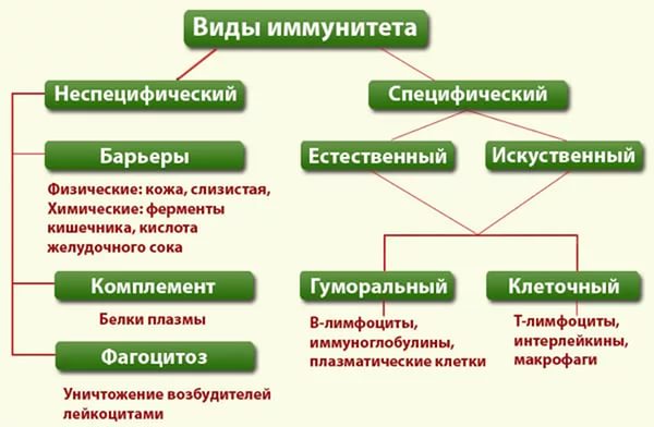 Таблица с видами иммунитета