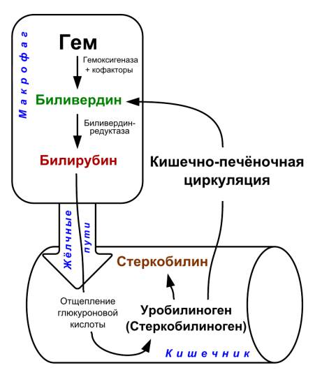 Метаболический механизм биохимических трансформаций непрямого билирубина