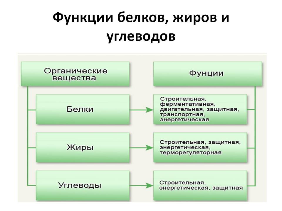 Функции белков, жиров и углеводов