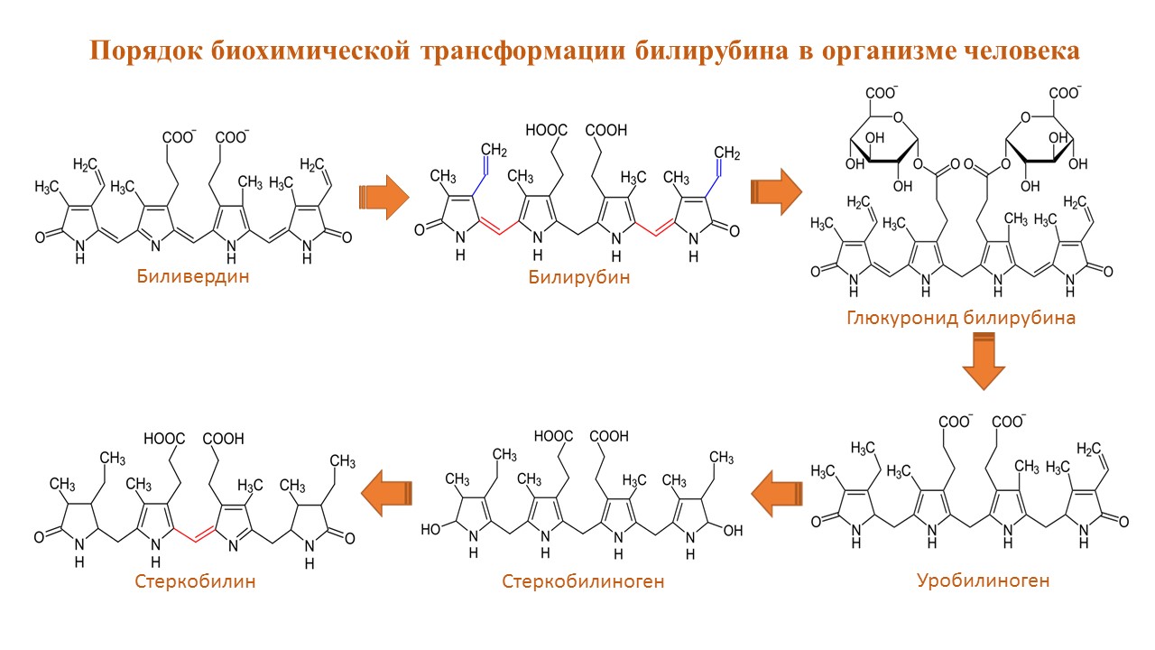 Порядок биохимических превращений билирубина
