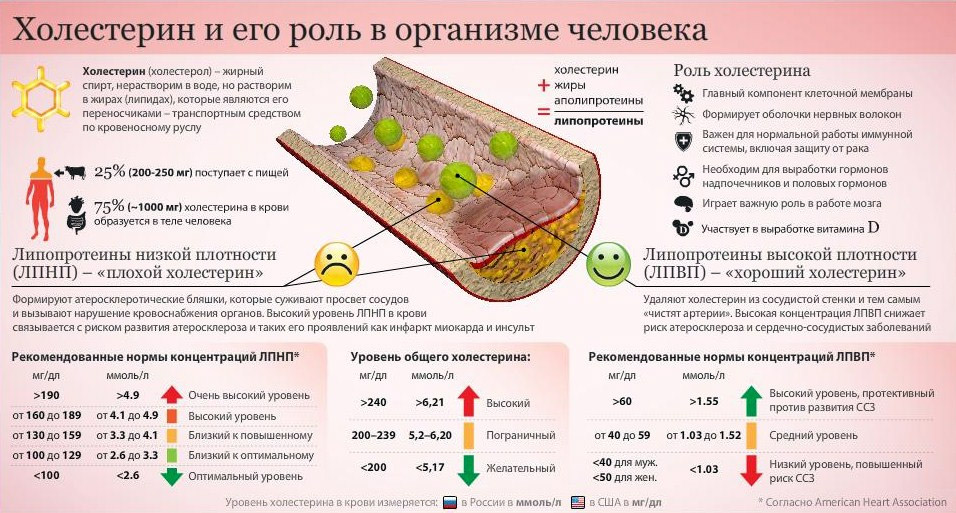 Роль холестерина в человеческом организме