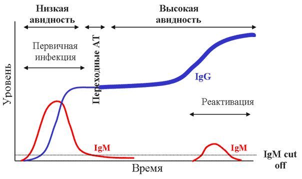 Высокая и низкая авидноть на графике