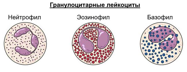 Гранулоцитарные лейкоциты