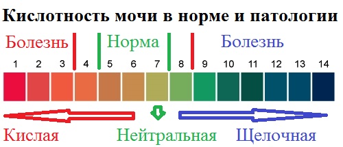 Кислотность мочи в норме и патологии