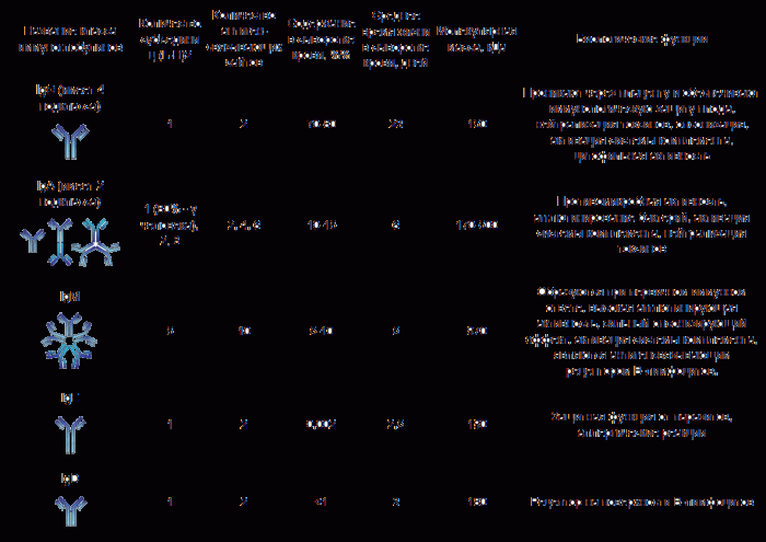 5 типов антител