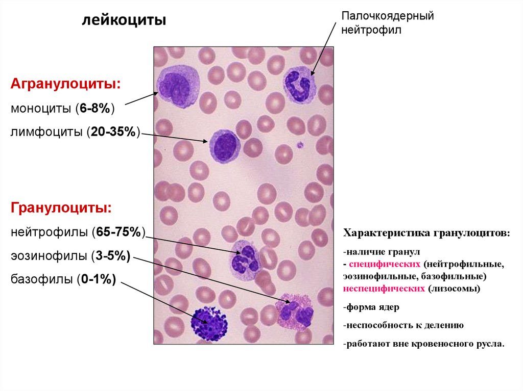 Лейкоциты
