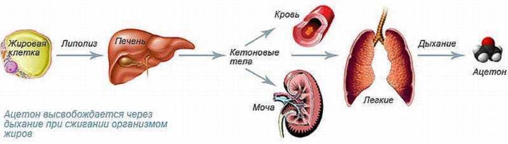 Метаболизм ацетона
