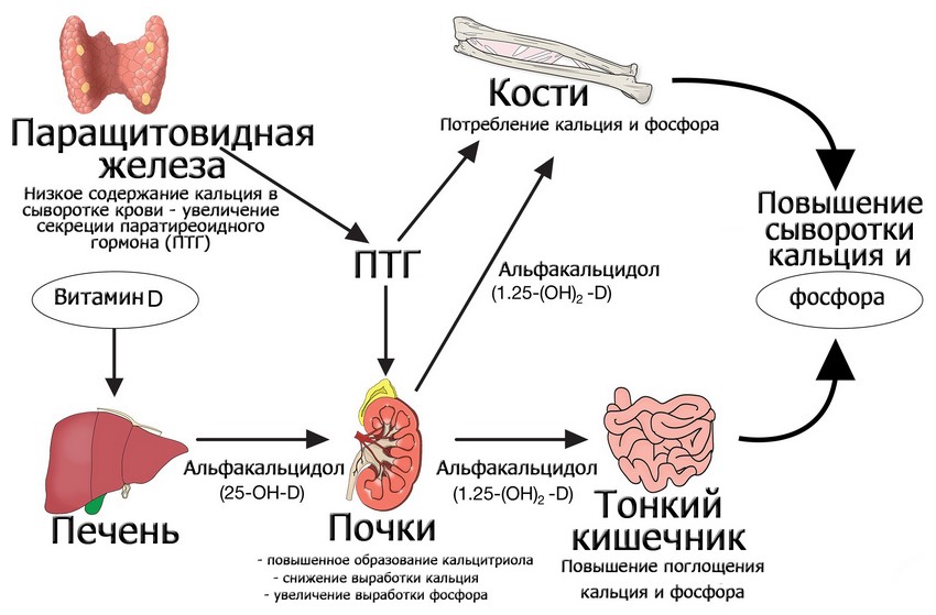 Паратиреоидный гормон регулирует уровень кальция и фосфора в крови