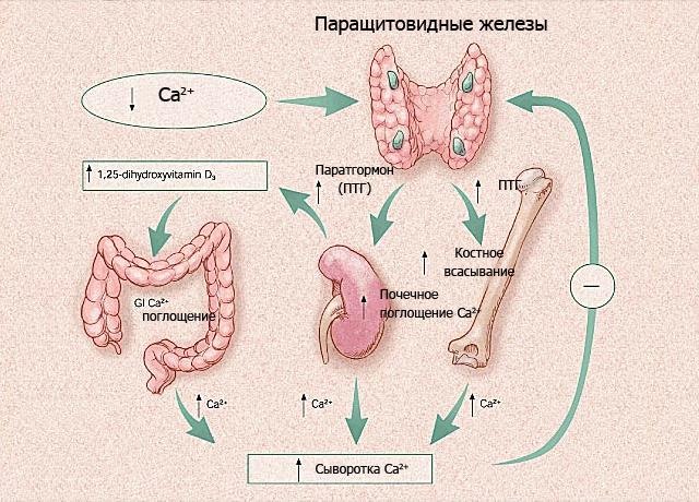 Первичный гиперпаратиреоз