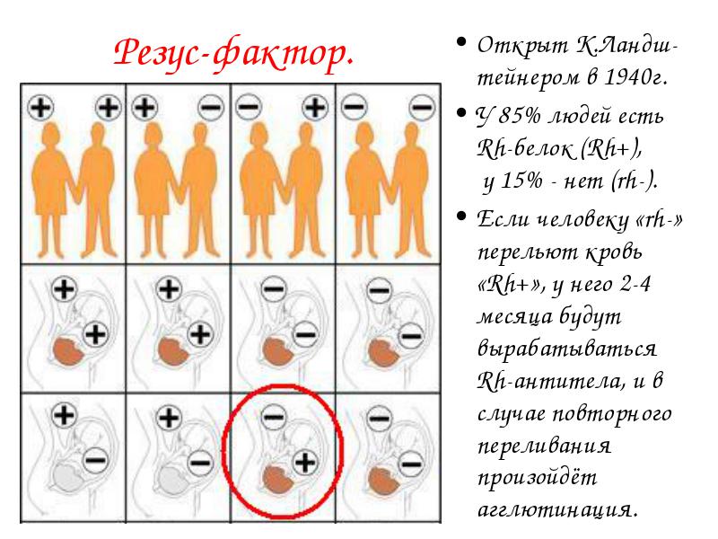 Резус фактор: таблица