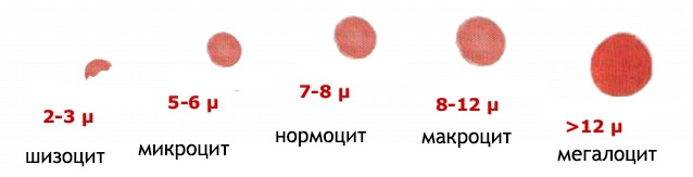Градация эритроцитов по размеру