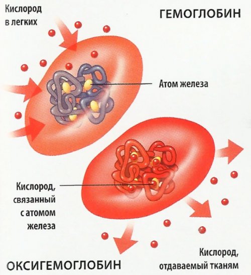 Гемоглобин и кислород