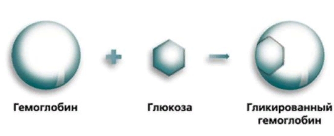 Гликированный гемоглобин