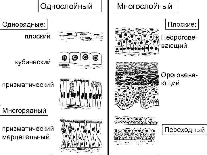 Виды эпителия