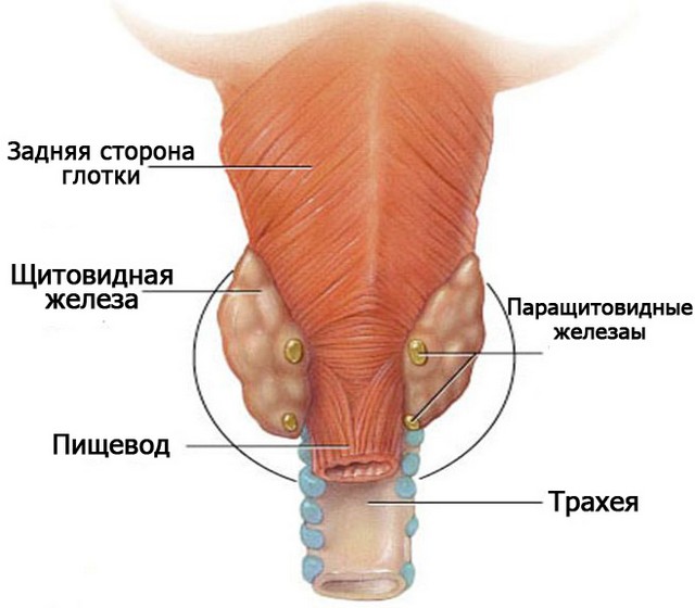 Возрастные особенности паращитовидной железы