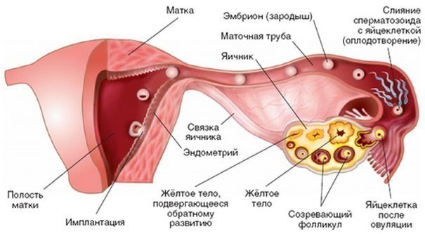 Желтое тело в системе женской репродукции