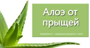 Алоэ от прыщей