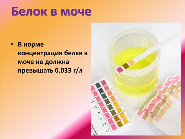 Норма белка в моче