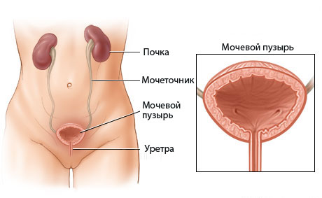 здоровый мочевой пузырь у женщины здоровый мочевой пузырь у женщины