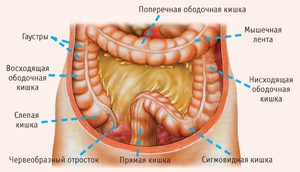 Чистка кишечника от шлаков и токсинов Чистка кишечника от шлаков