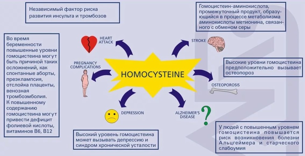 На что влияет гомоцистеин