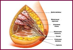 Фиброзно жировая инволюция молочных желез