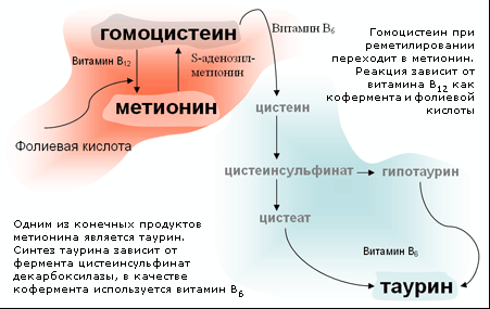 Круговорот гомоцистеина