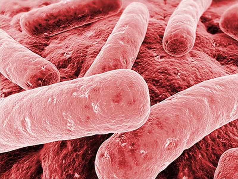 Klebsiella Planticola