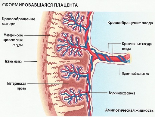 Плацента