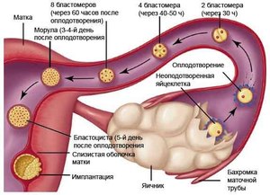 Отклонения при беременности Изменения при беременности в организме